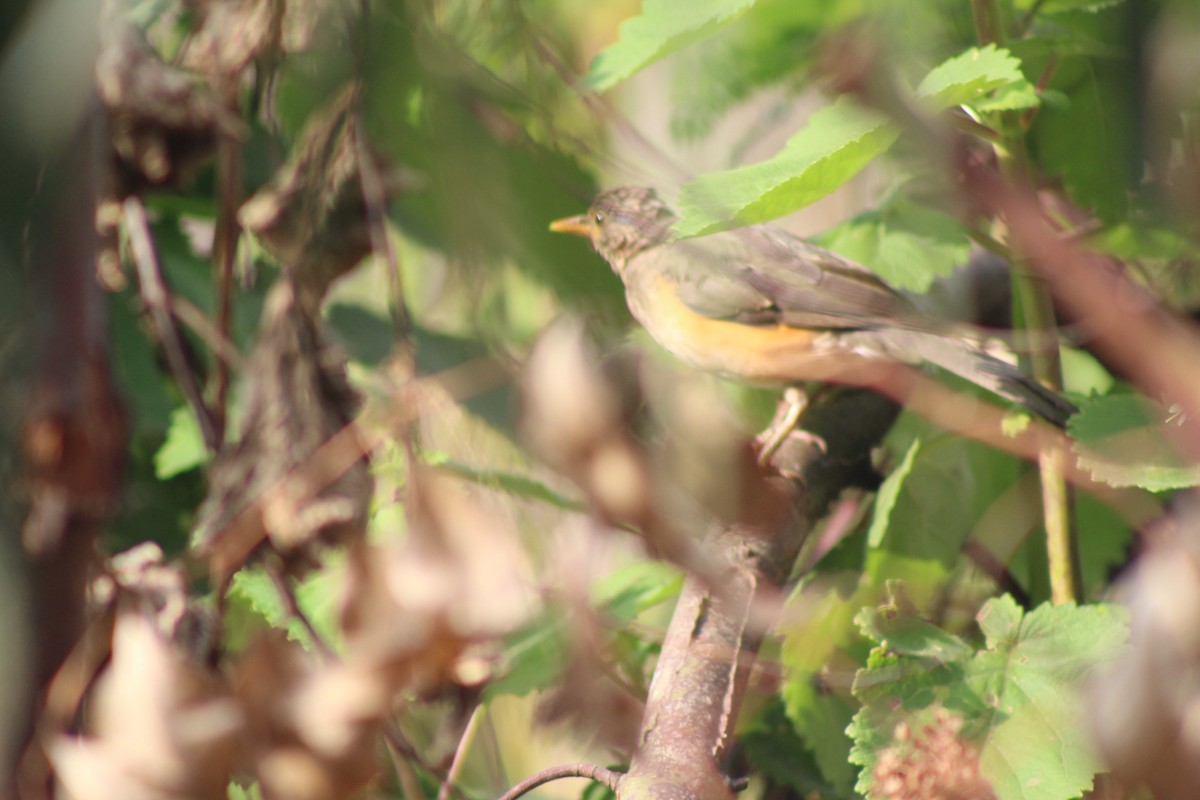 Abyssinian Thrush - ML257582161