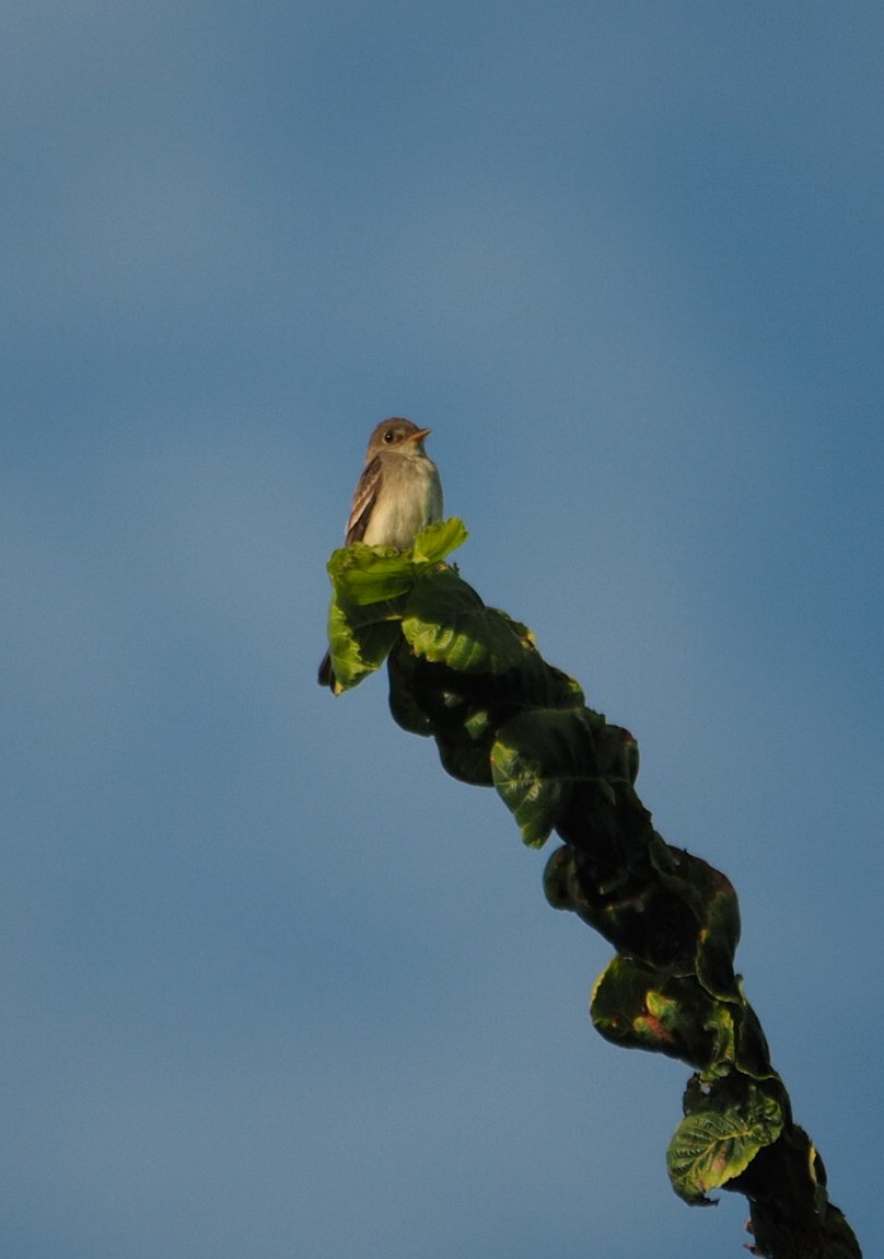 Eastern Wood-Pewee - ML257582291