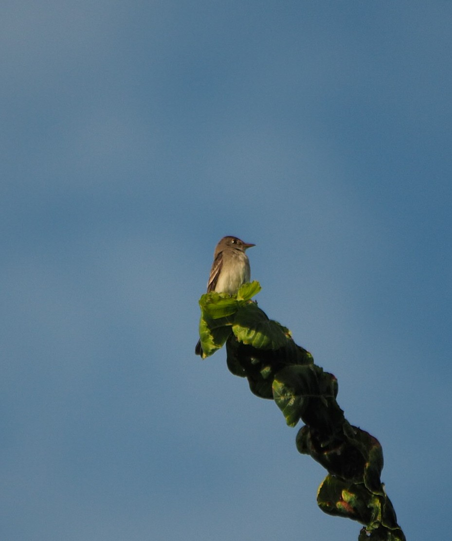 Eastern Wood-Pewee - ML257582301