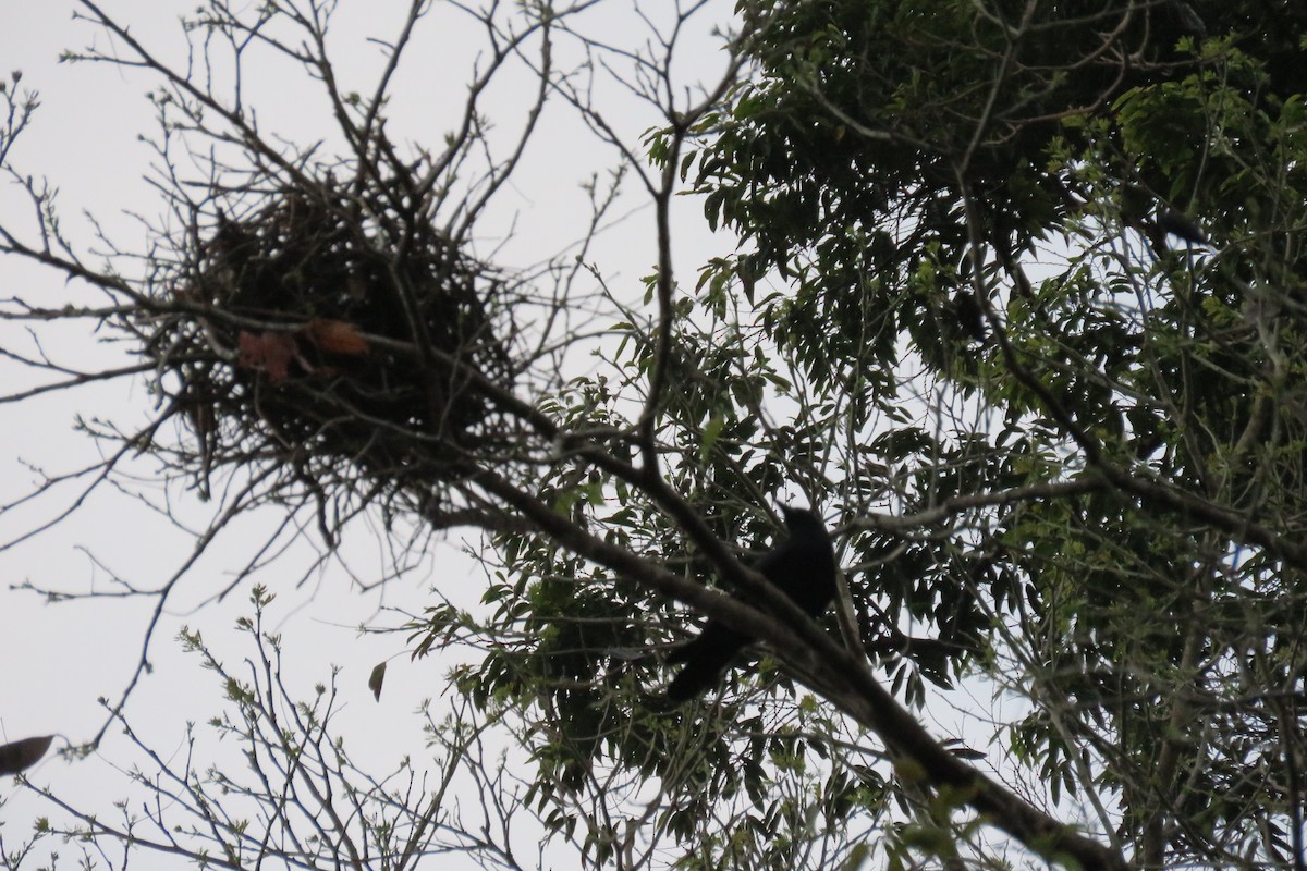 Palawan Crow - ML25758351