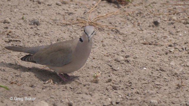 Ring-necked Dove - ML257583821