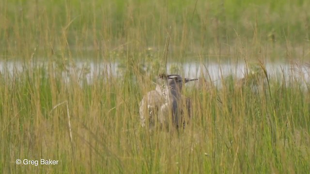 Kori Bustard - ML257583841