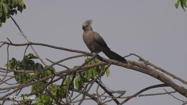 Gray Go-away-bird - ML257583871