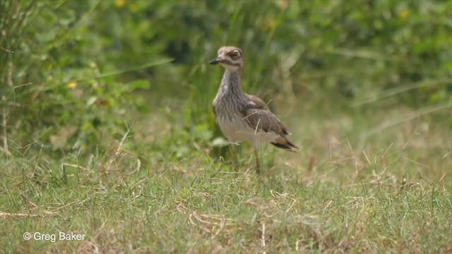 Oedicnème vermiculé - ML257583881