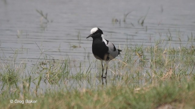 Blacksmith Lapwing - ML257583941