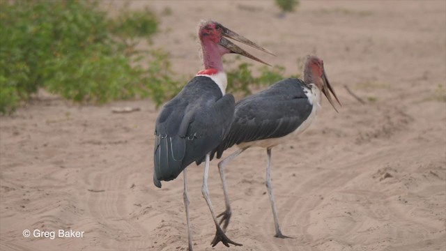 Marabou Stork - ML257584011