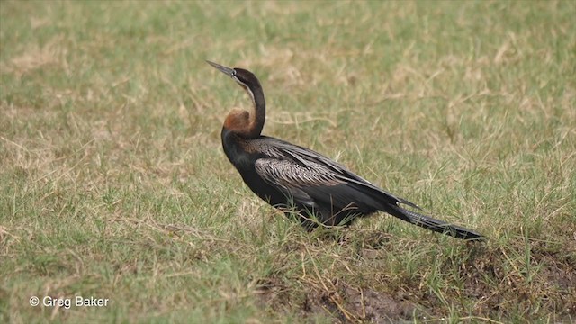 Anhinga d'Afrique - ML257584021