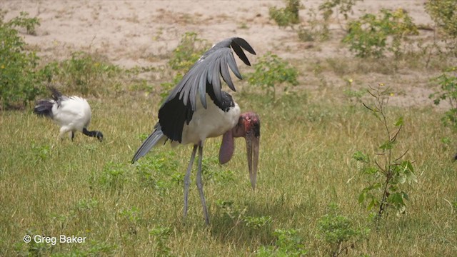 Marabou Stork - ML257584031