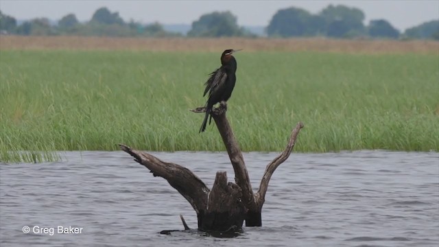 African Darter - ML257584041