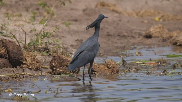 Black Heron - ML257584161