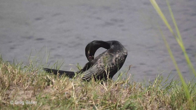 Long-tailed Cormorant - ML257584241