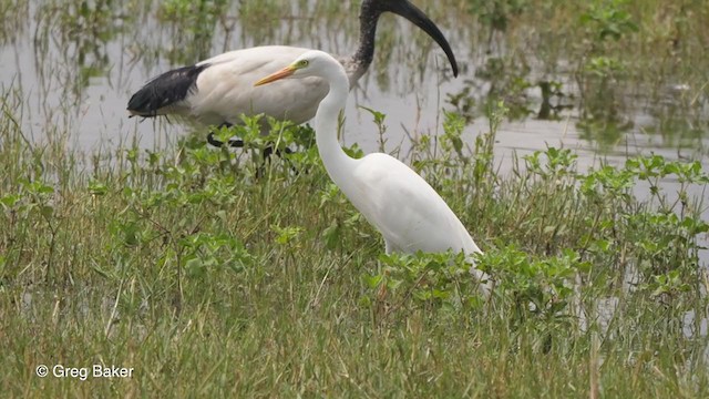 Yellow-billed Egret - ML257584301