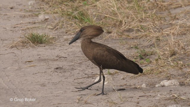 Hamerkop - ML257584381