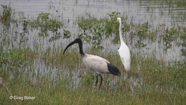 African Sacred Ibis - ML257584521