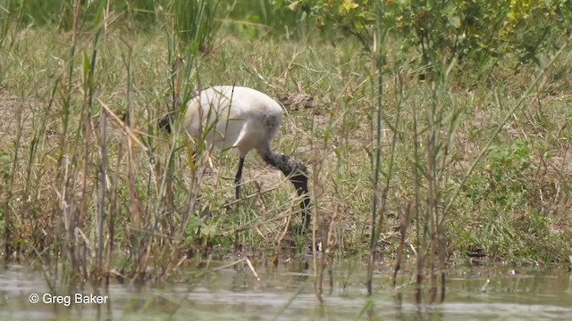 African Sacred Ibis - ML257584541