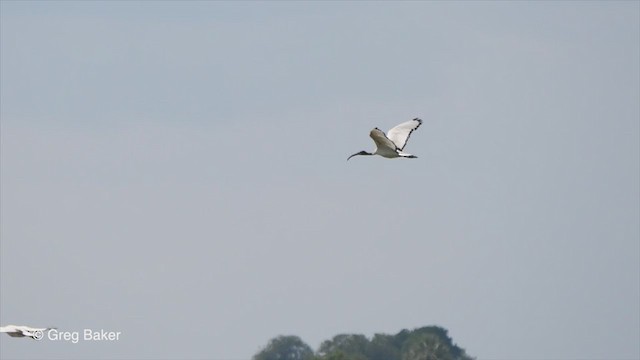 African Sacred Ibis - ML257584561