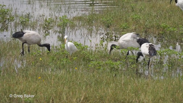 African Sacred Ibis - ML257584591