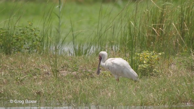 African Spoonbill - ML257584621