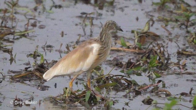 Squacco Heron - ML257584691