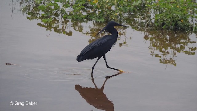 Black Heron - ML257584701