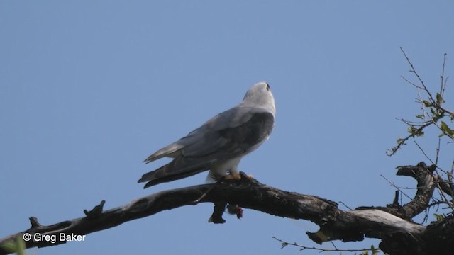 Black-winged Kite (African) - ML257584721