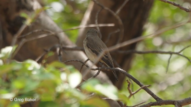 Spotted Flycatcher (Spotted) - ML257584811