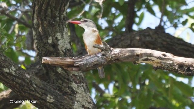 Gray-headed Kingfisher - ML257584841