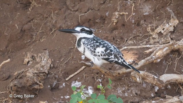 Pied Kingfisher - ML257584961