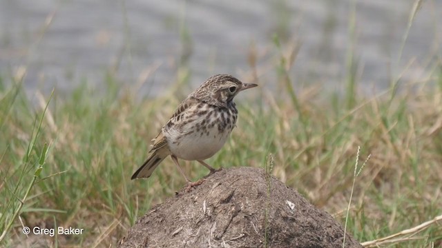 African Pipit - ML257585011
