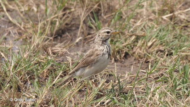 African Pipit - ML257585021