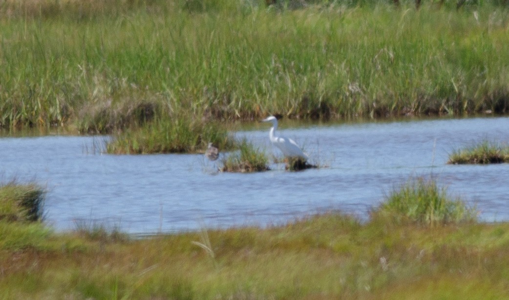 Little Blue Heron - ML257585351