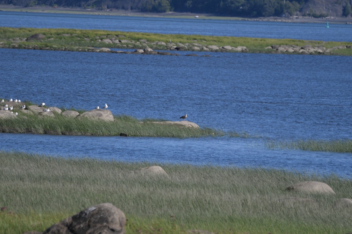 Great Black-backed Gull - ML257586791