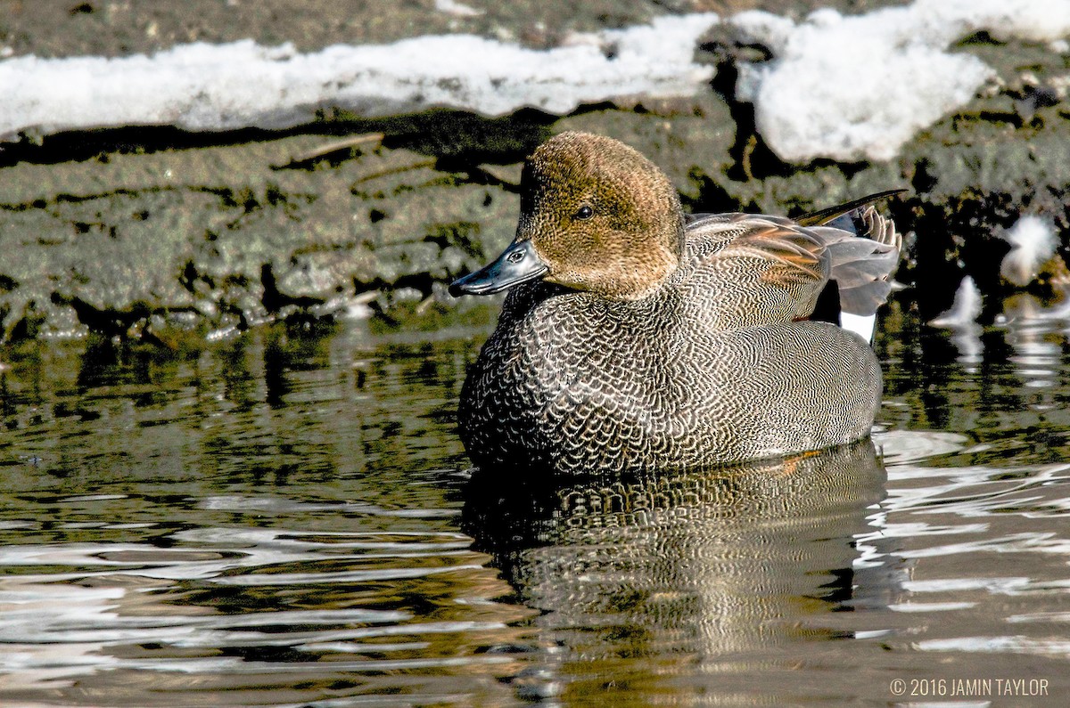 Gadwall - Jamin Taylor