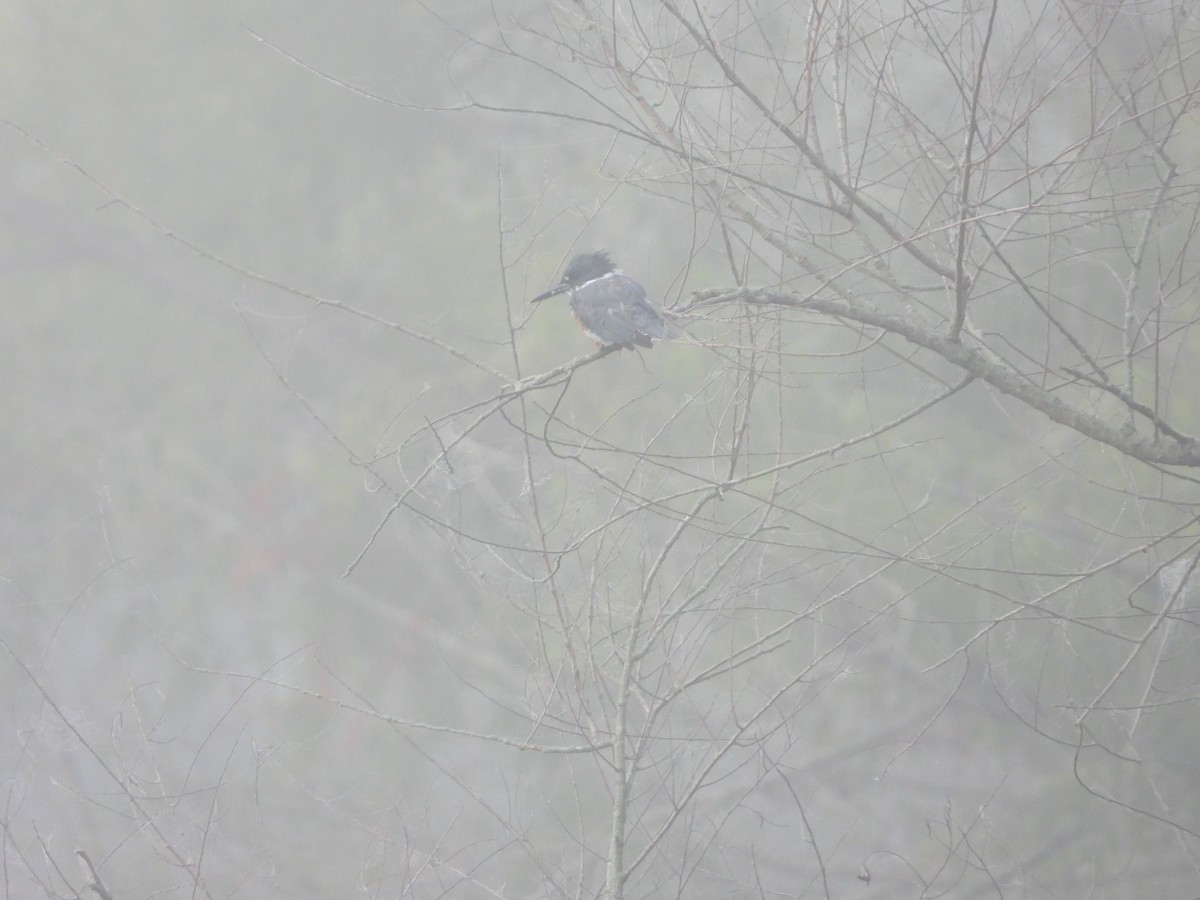 Belted Kingfisher - ML257588271