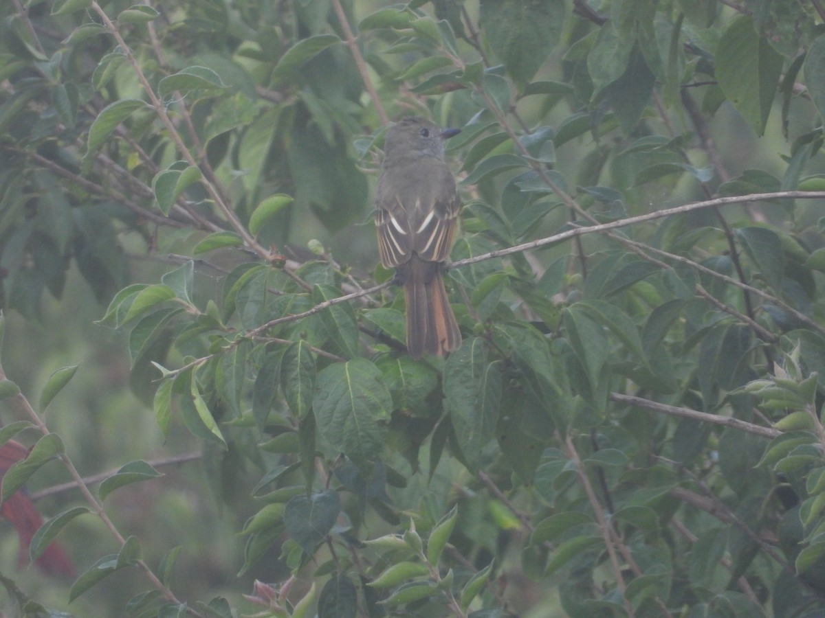 Great Crested Flycatcher - Rick Luehrs