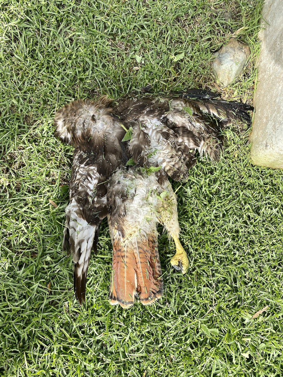 Red-tailed Hawk - ML257590071