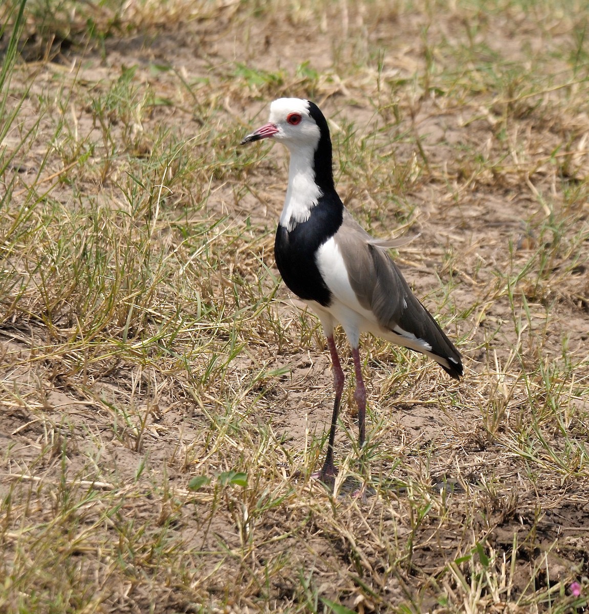 Long-toed Lapwing - Greg Baker