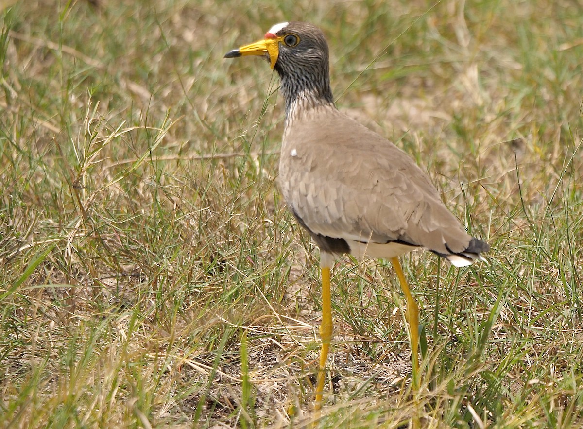 Wattled Lapwing - ML257591481