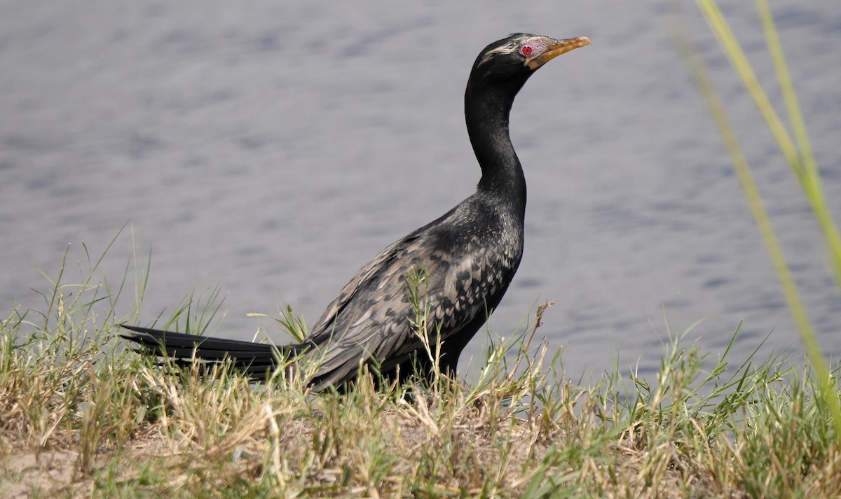 Long-tailed Cormorant - Greg Baker