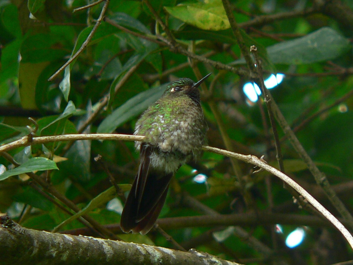 kolibřík dřišťálový - ML257592101