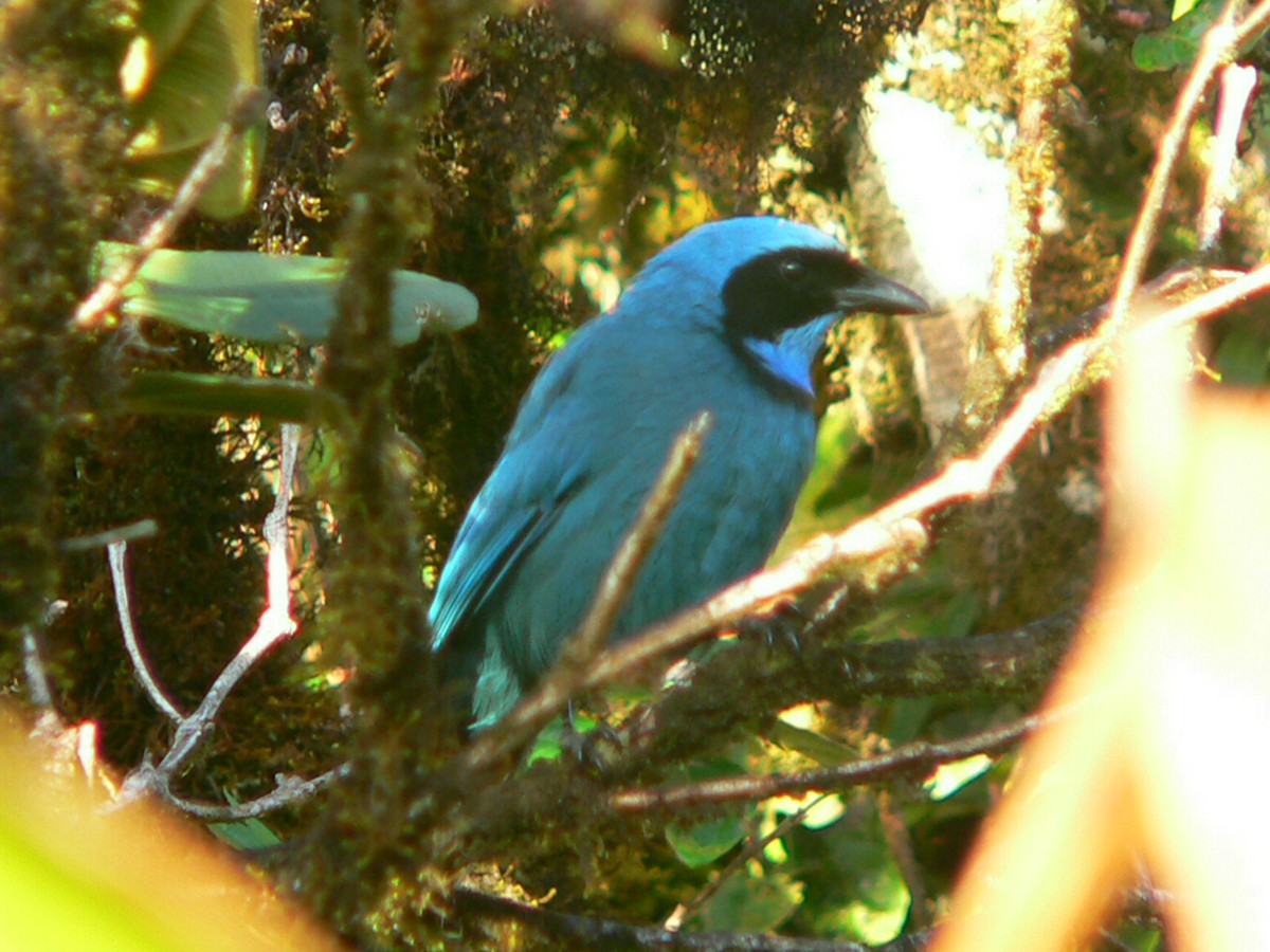 Turquoise Jay - ML257592361