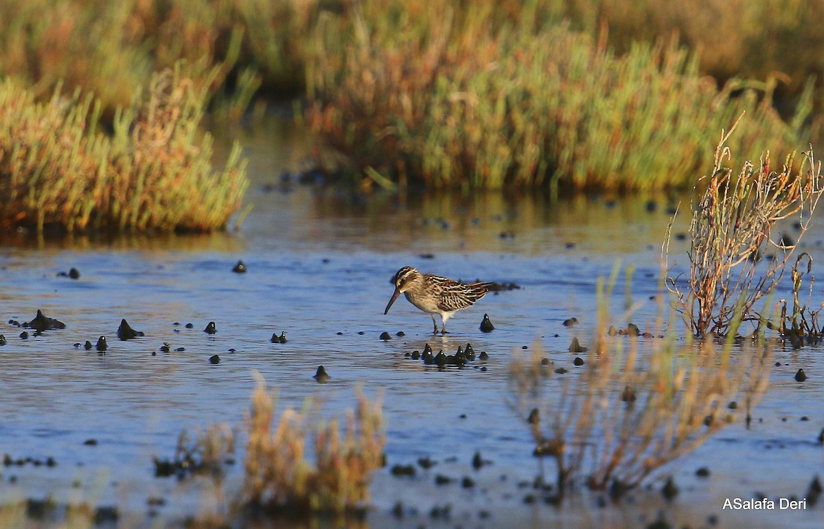 Broad-billed Sandpiper - ML257592441