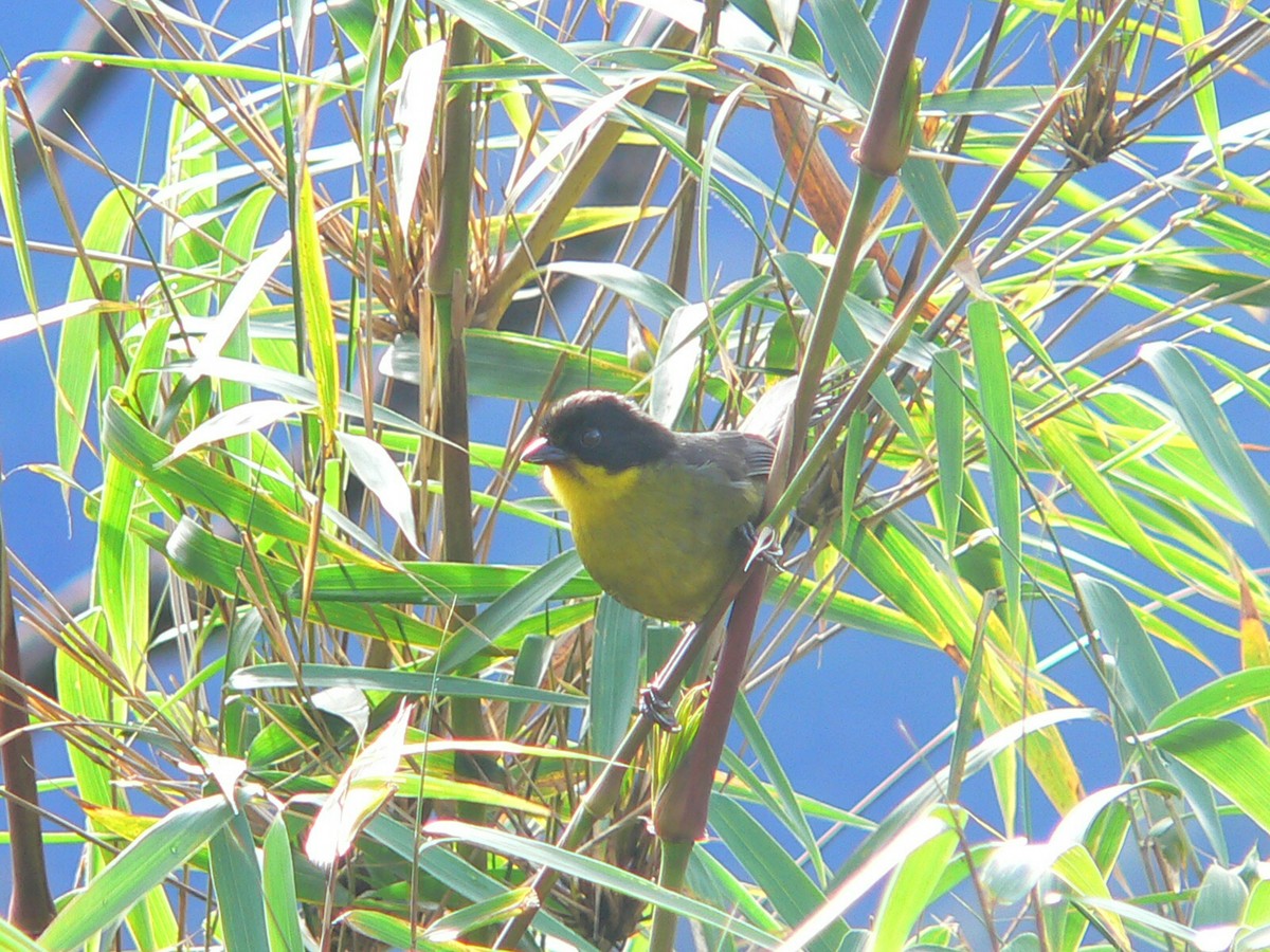 Yellow-breasted Brushfinch - ML257592481