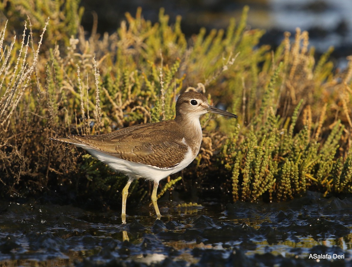 Common Sandpiper - Fanis Theofanopoulos (ASalafa Deri)