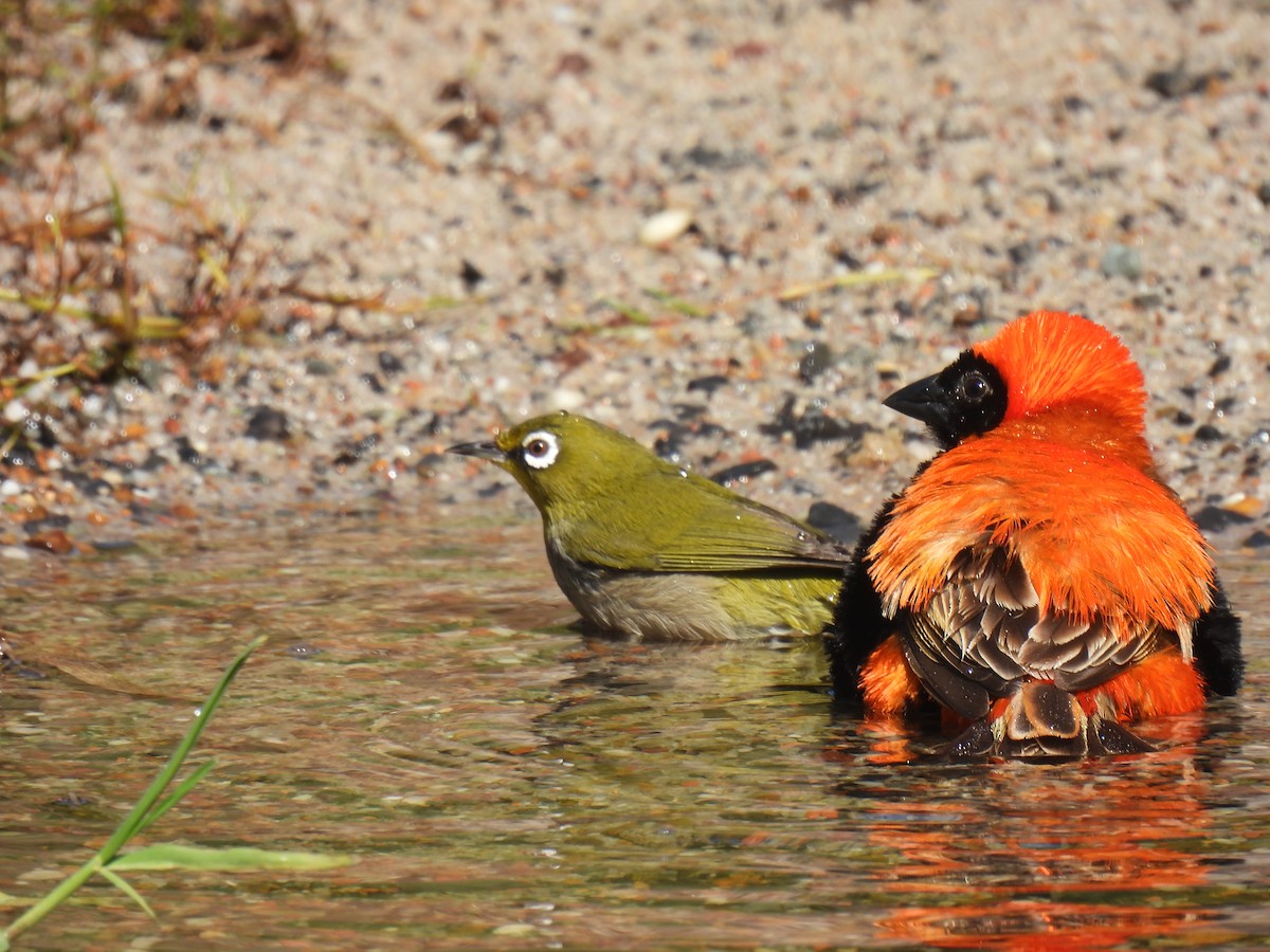 Cape White-eye - Timothy Whitehead