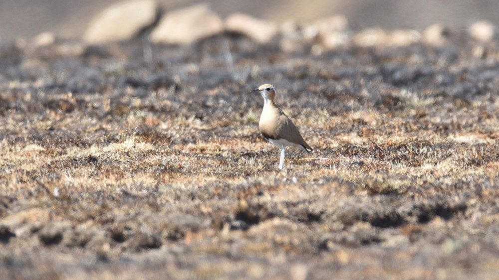 Burchell's Courser - ML257594281