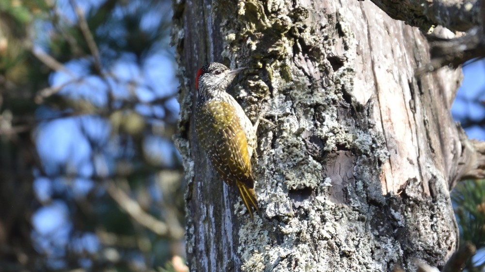 Golden-tailed Woodpecker - ML257594301