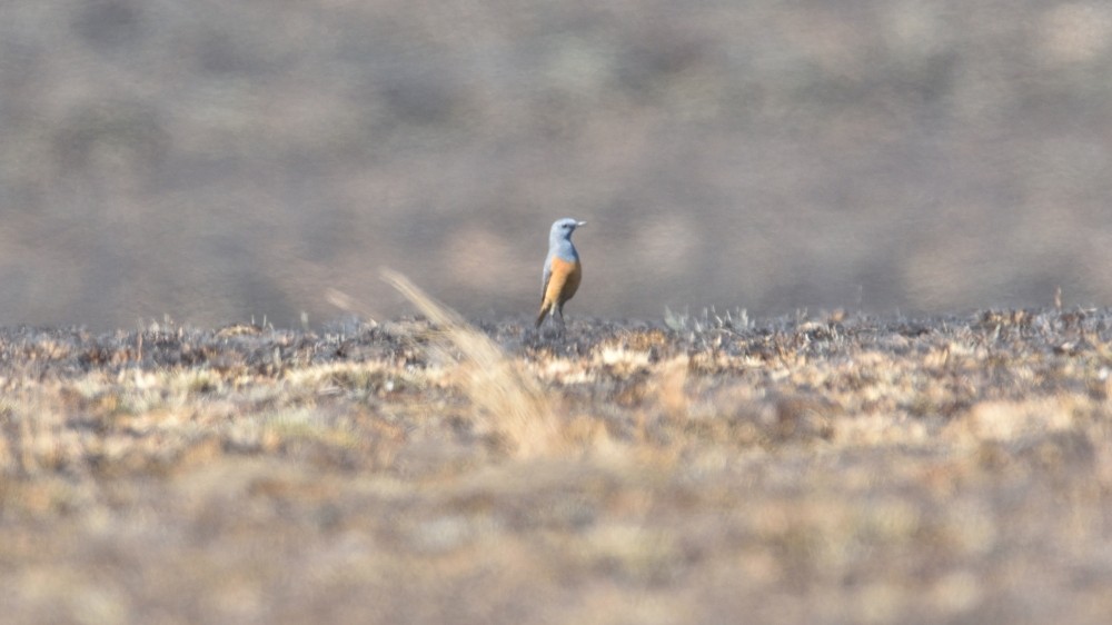 Sentinel Rock-Thrush - ML257594381