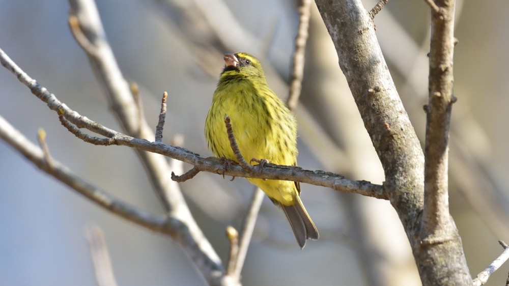 Forest Canary - ML257594401