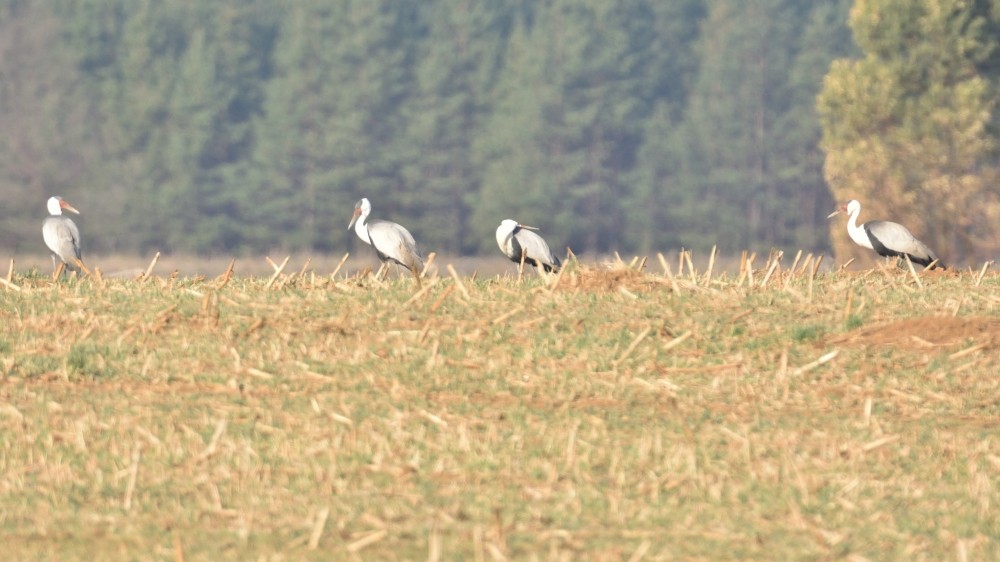 Wattled Crane - ML257594571